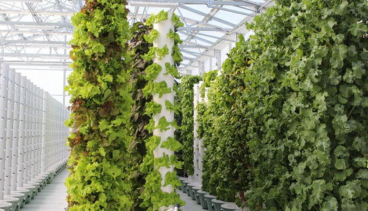 Combating Food Waste: Saving the world through Sustainable Growing - Groove Rabbit