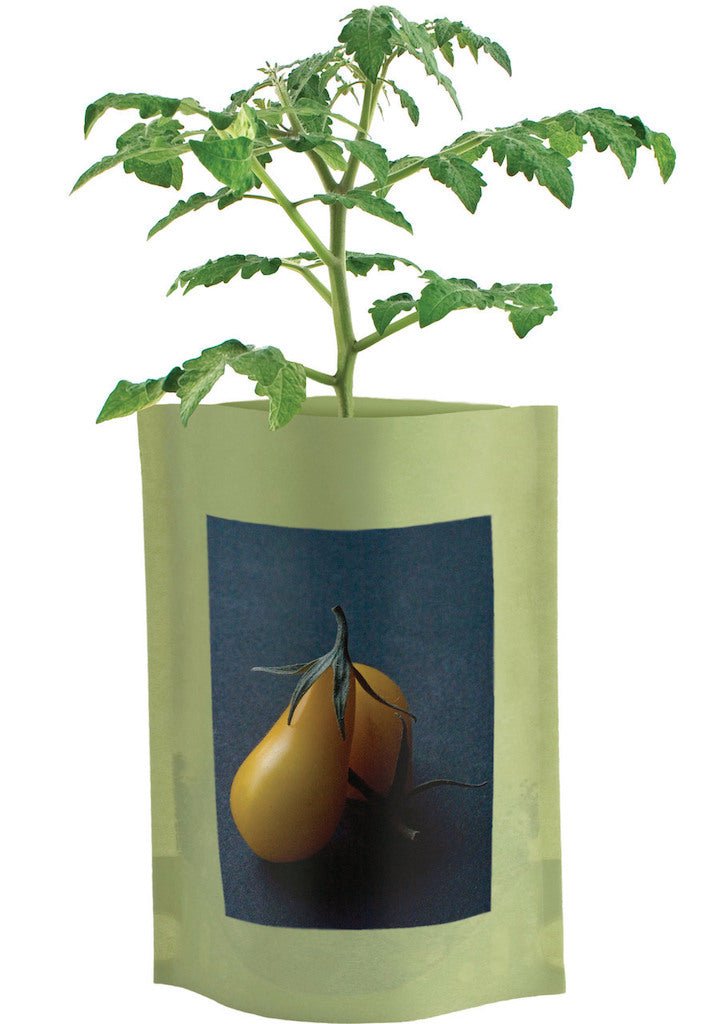 Yellow Pear Tomato Seed Starter - Groove Rabbit